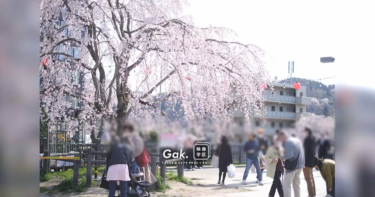 2025/04/14 桜色まちたんけん
